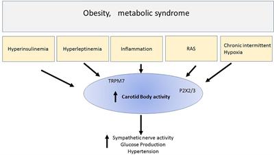 The Carotid Body a Common Denominator for Cardiovascular and Metabolic Dysfunction?